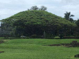 Banyan Trees on Banyan Drive Hilo Hawaii