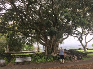 Banyan Trees on Banyan Drive Hilo Hawaii