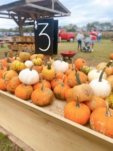 Gentry's farm pumpkins