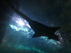 Gatlinburg Ripleys Aquarium of the Smokies sawfish